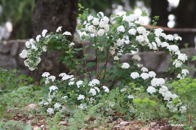 spirea